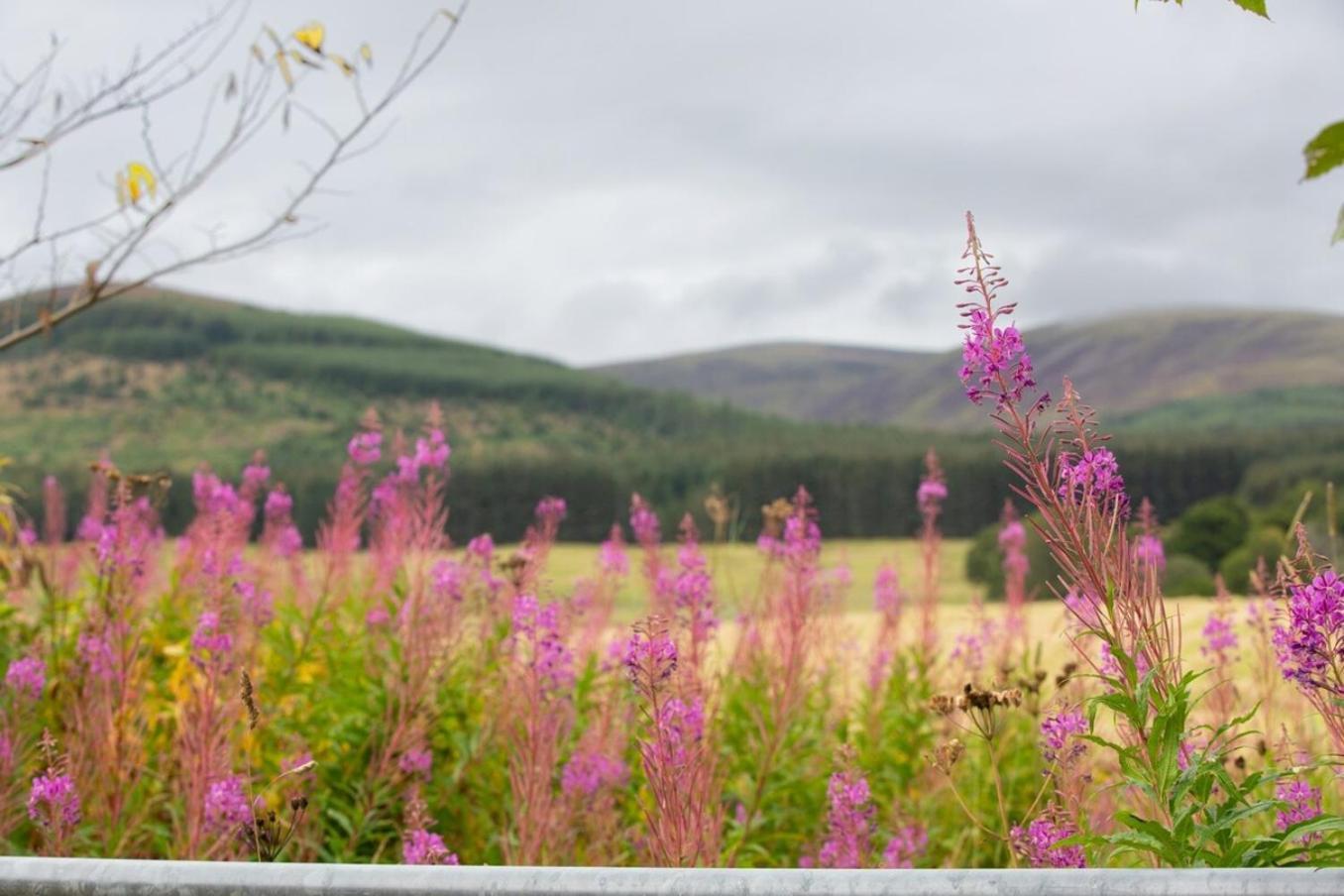 Mike'S 3-Bedroom Countryside Cottage Alness Luaran gambar